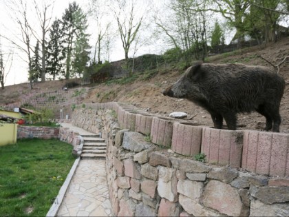 Foto:  Il Trullo D&amp;#039;oro